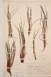Isoetes alpina. Herbarium specimen from Lake Pearson, WELT P003767.
 Image: B. Hatton © Te Papa CC BY-NC 3.0 NZ